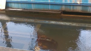 Chimelong Golden Horse Shoot The Chute (11)