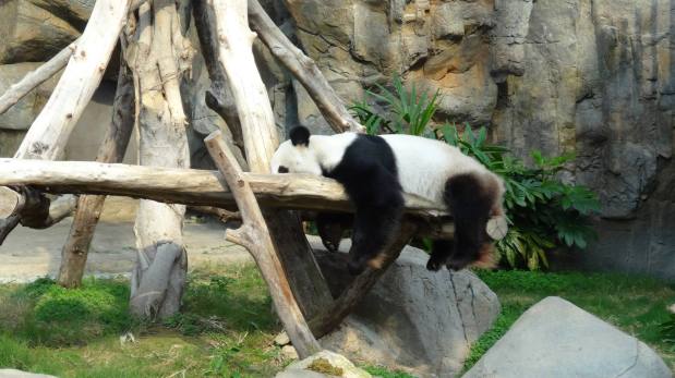 Giant Pandas and Oriental Adventures: Part two of our look at Ocean&nbsp;Park