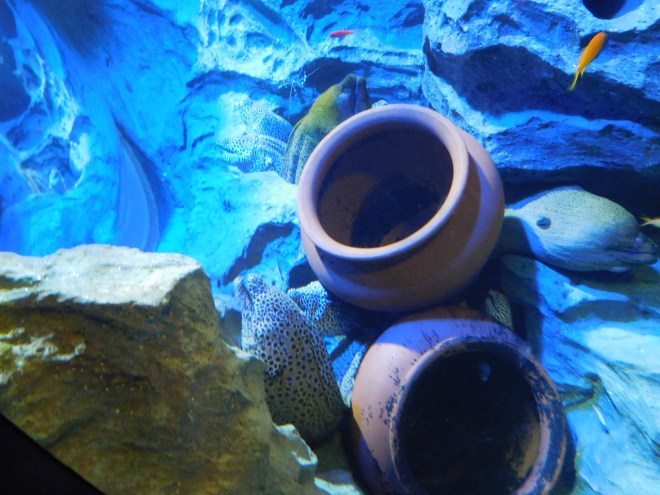 SEA Aquarium (2)