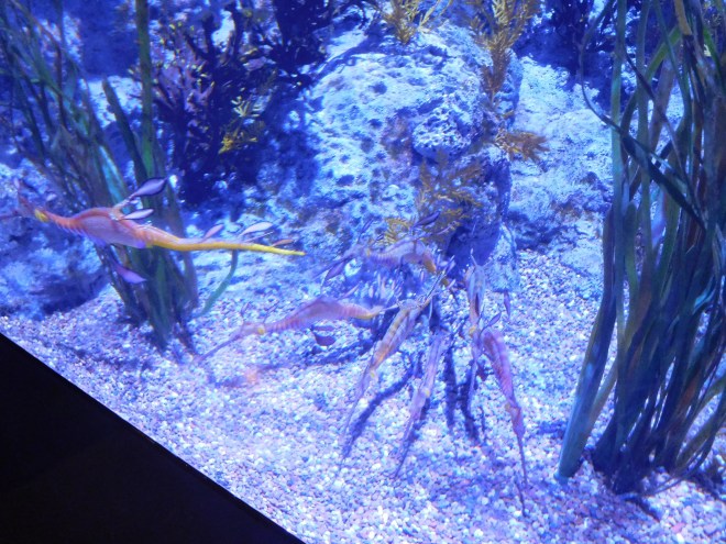 SEA Aquarium (4)