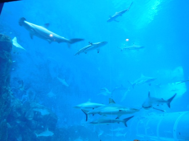 SEA Aquarium (5)